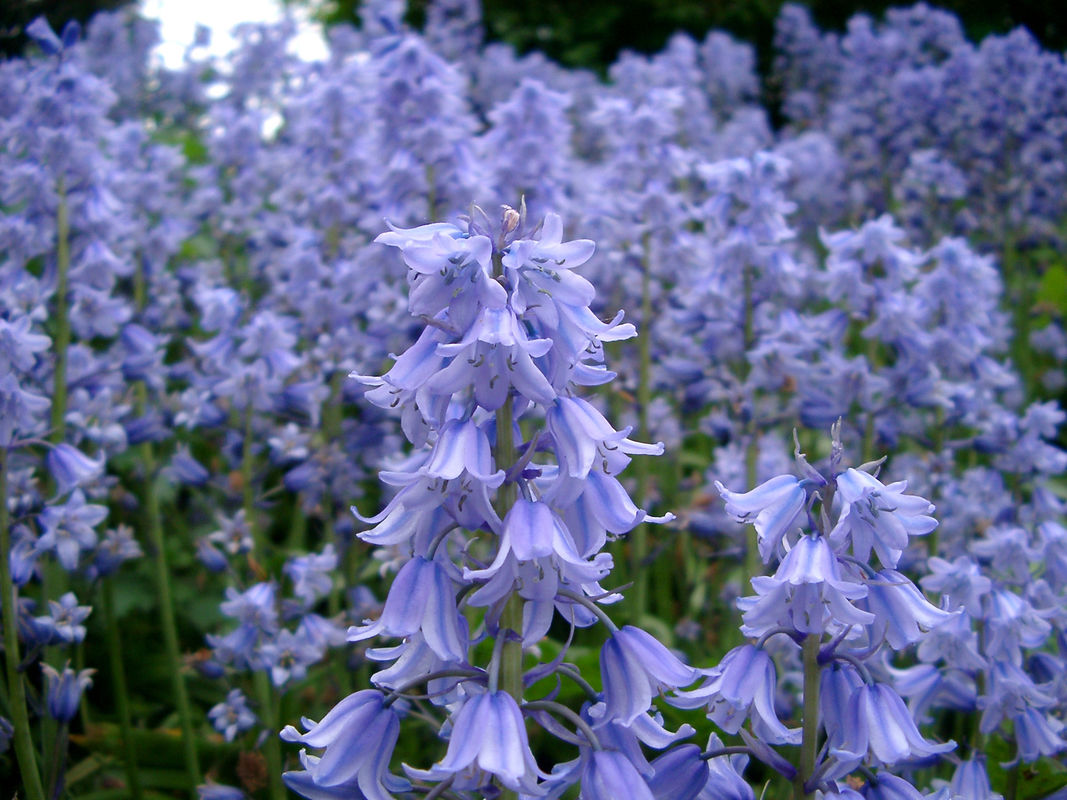 Bluebell Knell