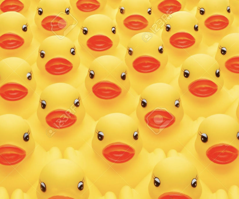 Duck, Duck