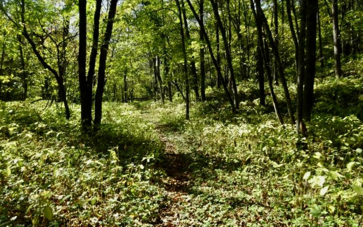 Woods