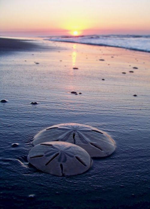 Sand Dollars