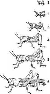 Incomplete metamorphosis of distilled adolescent...