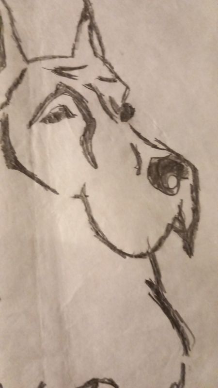 Andrea's tracing and drawing 