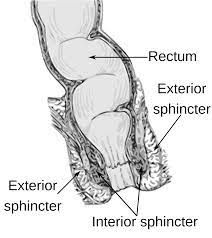 Rigorous sphincter ani externus muscle workout