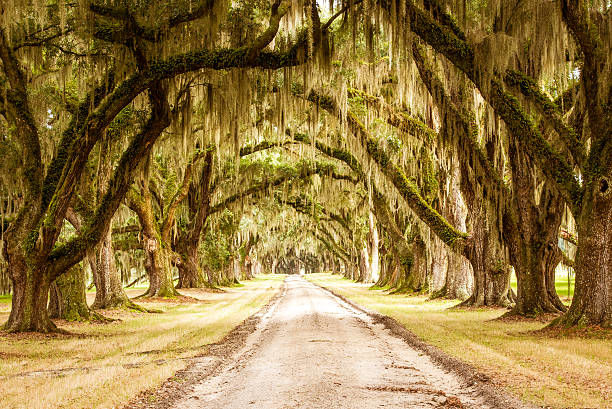 Spanish Moss