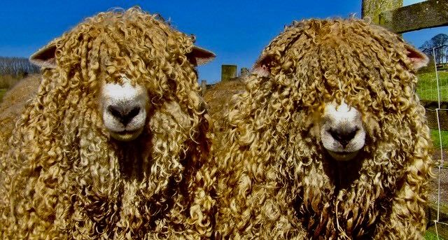 Wool