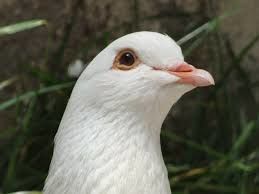 WILLIAMSJI MAVELI POEM, A WHITE DOVE OF PEACE