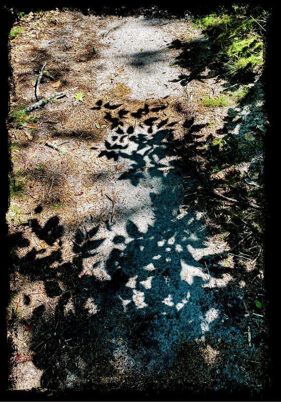 Wood Walk