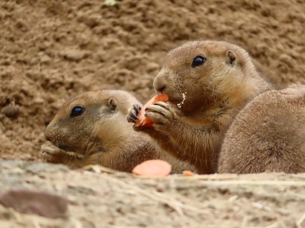 MAYBE YOU NEED A BIGGER CARROT