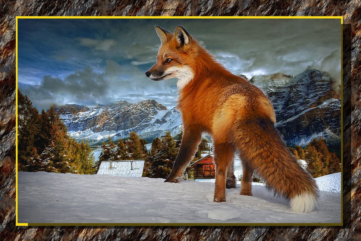 The Dance of the Fox