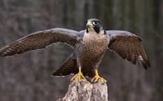 The Peregrine