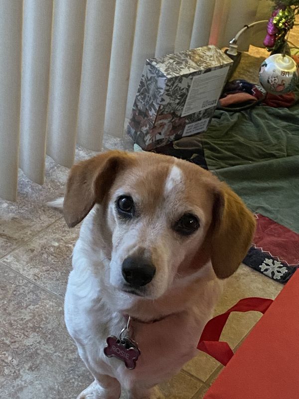 Beautiful Rosie
