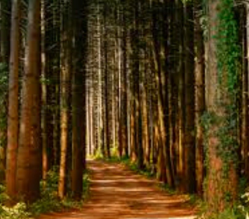The chosen path