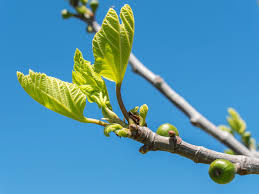 Gentle leaves