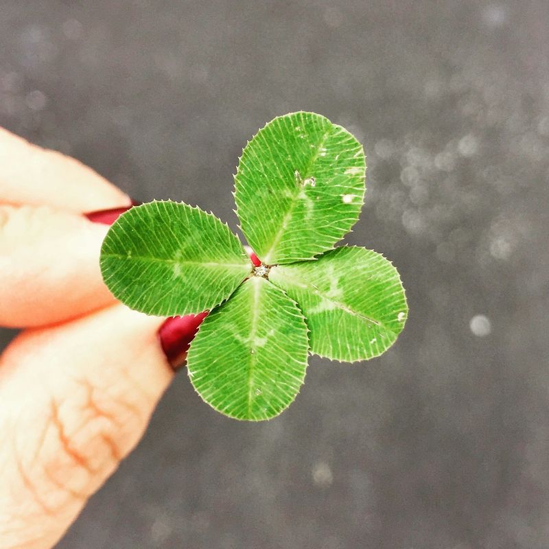 My Four Leaf Clover