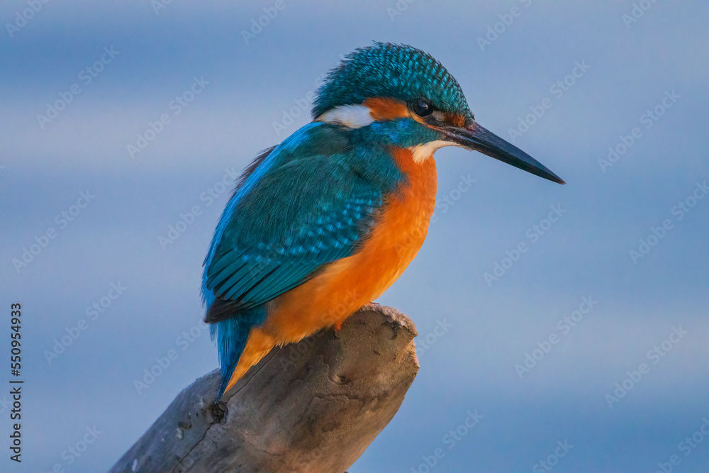 The Kingfisher