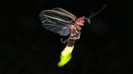 HOPE IN THE FIRE FLY