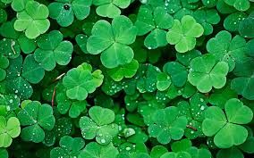 Bonanza of shamrocks will soon blanket Green Acres...