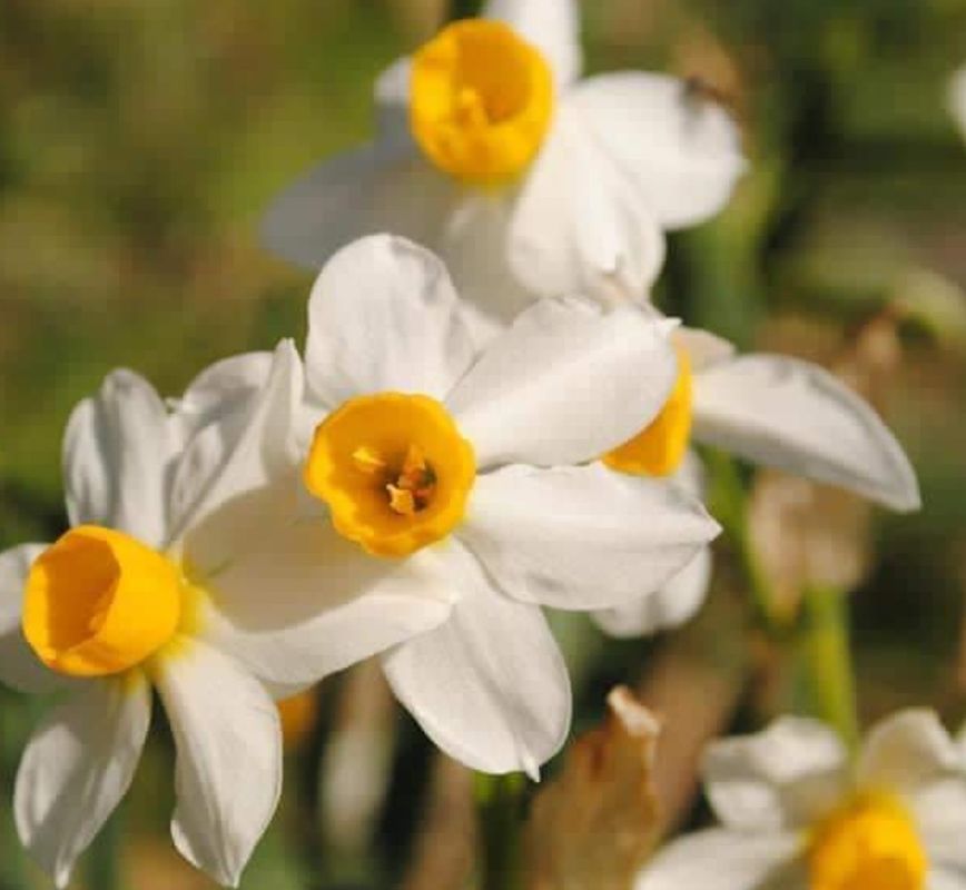 Daffodils 