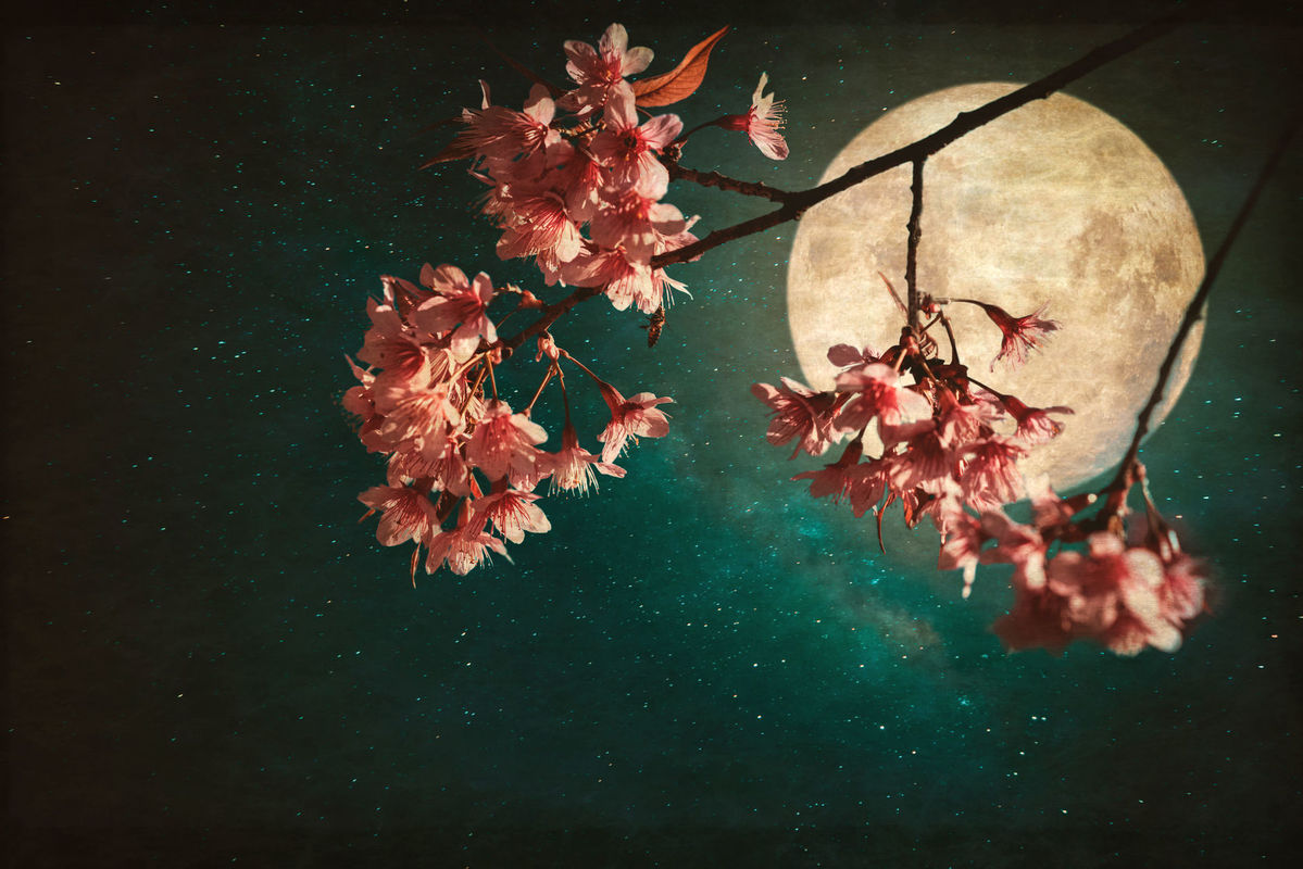 Cherry Blossom Moon