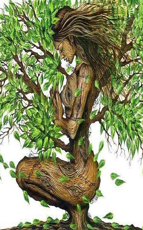 A GREEN OLIVE TREE
