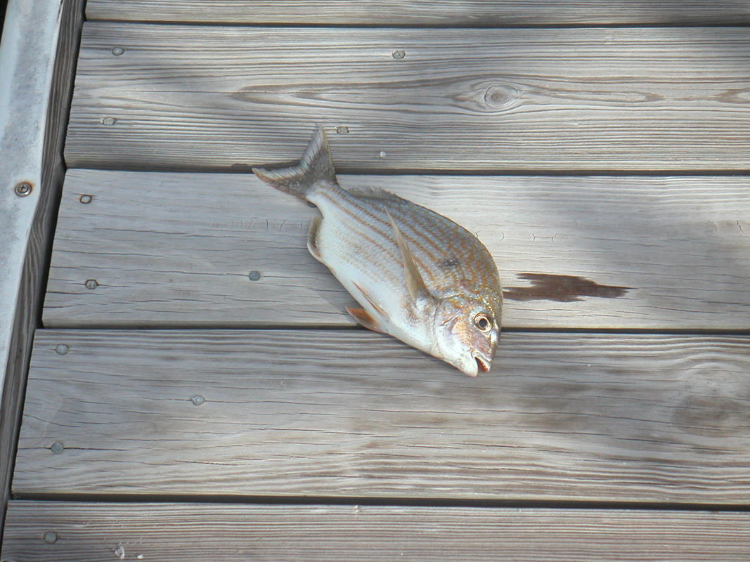 Fish Tales