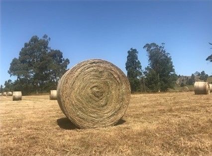 THE LONE BALE