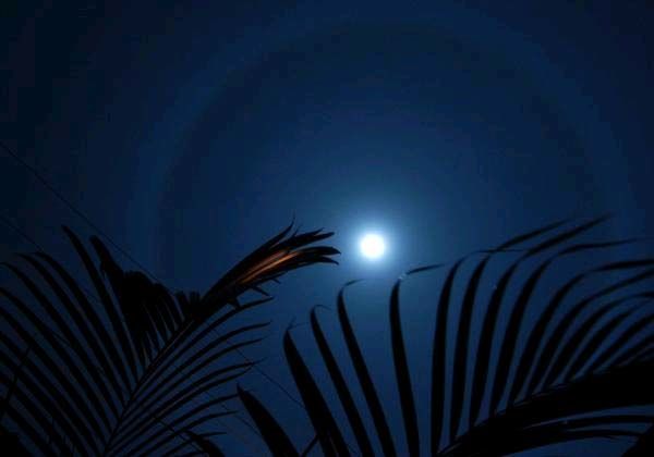 IN MOONLIT WHISPERS