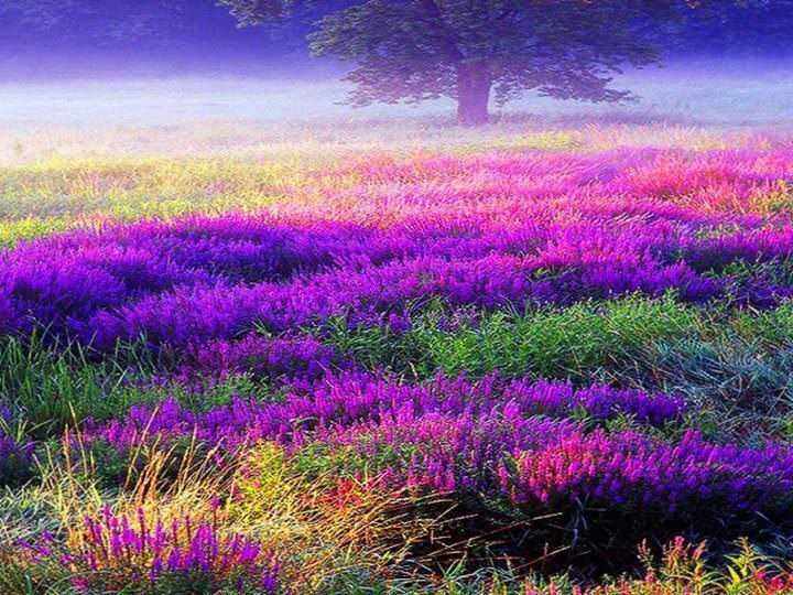 Fields of Heather