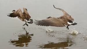 Yours truly embarks on wild goose chase after elusive pot of gold