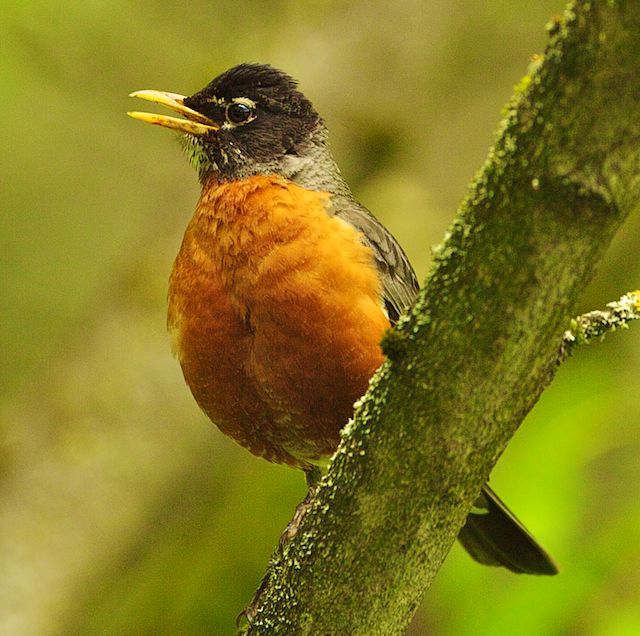 WHEN THE ROBIN SINGS