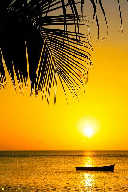 GOLDEN GLOW OF LIFE 
