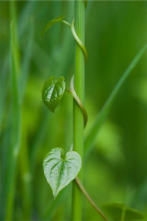 Tendril