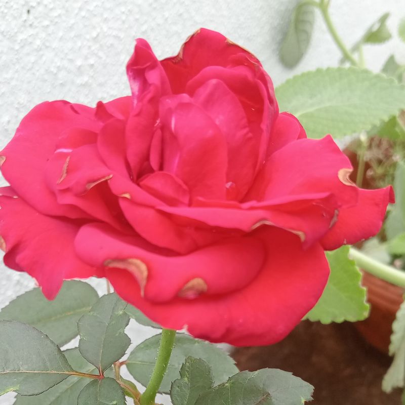 EVERY ROSE FLOWER KONWS HOW TO CROWN