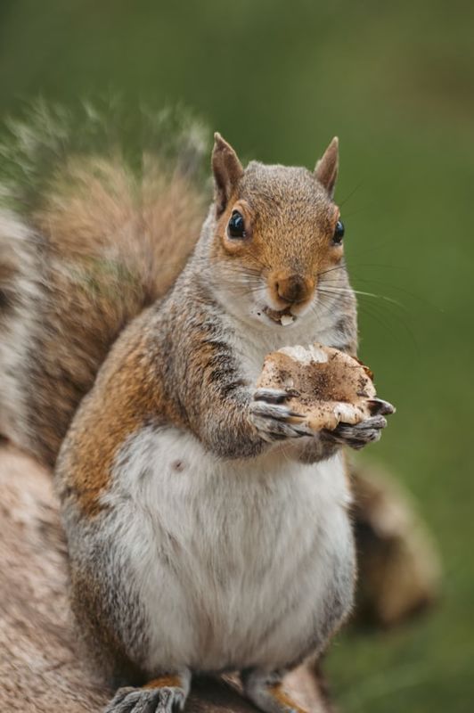 LOVE WITH AN ACORN