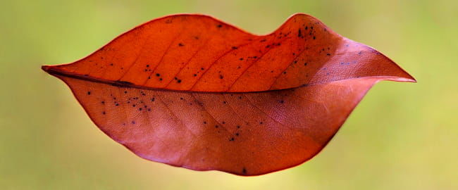 This Leaf