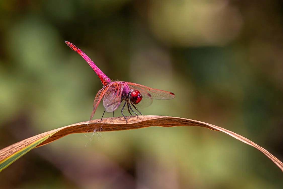 The Delicate Dancer of Nature