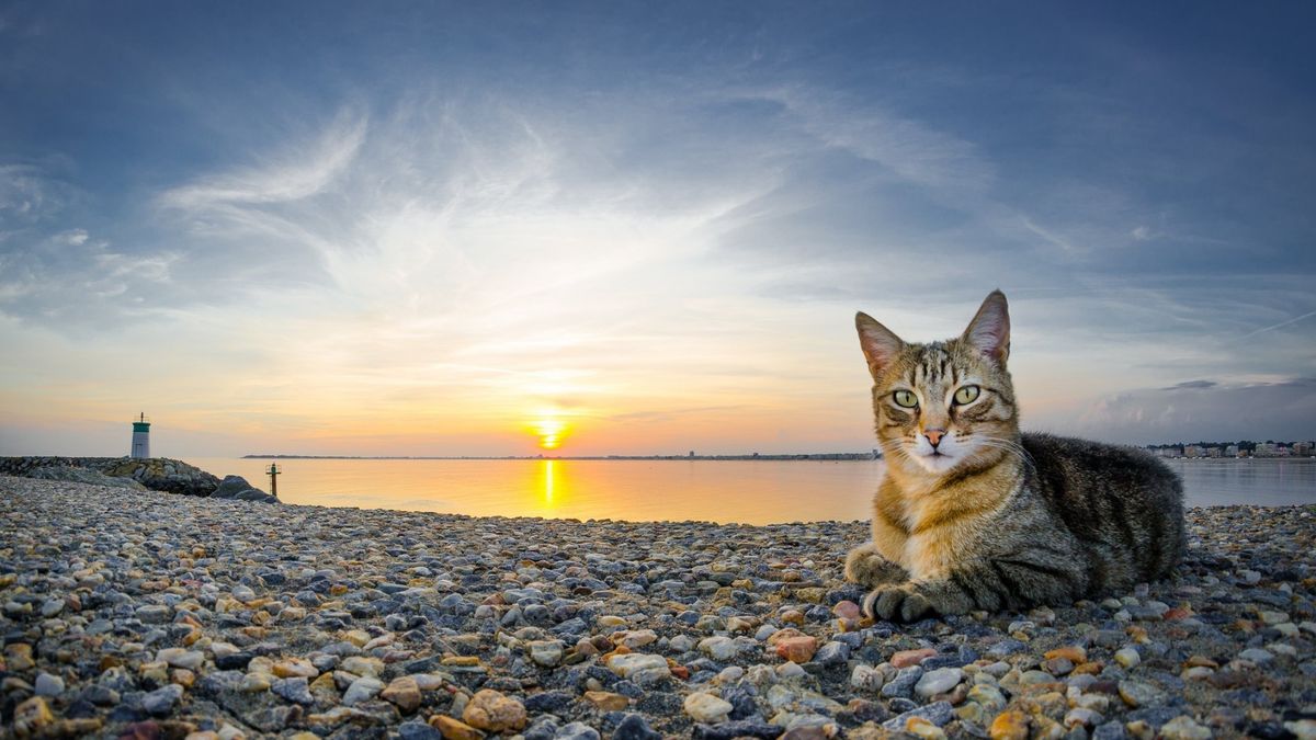 The Twilight Whisker The Twilight Whisker