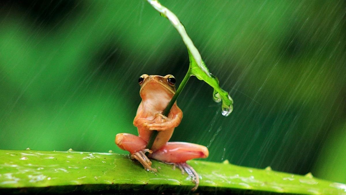 The Tiny Umbrella of Hope The Tiny Umbrella of Hope