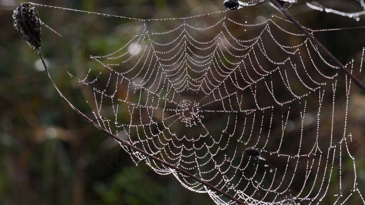 The Spider’s Web The Spider’s Web