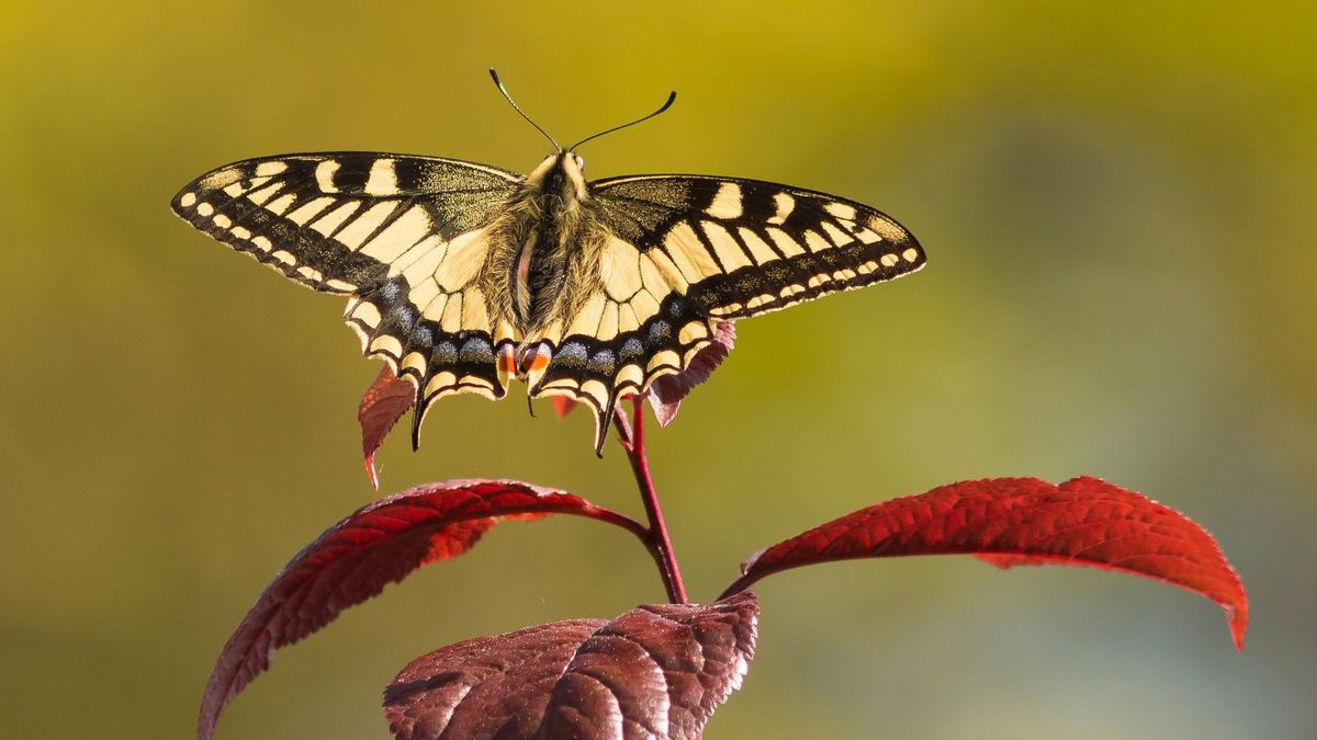 The Flight of Beauty