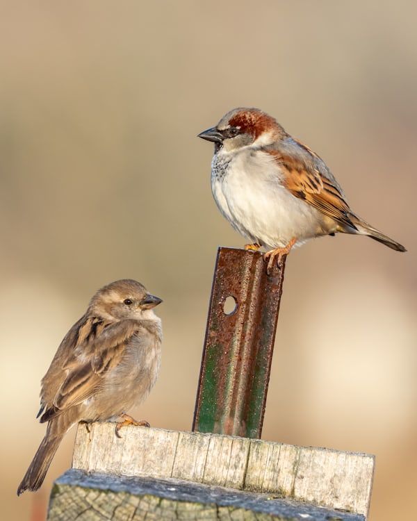 BIRD ON THEIR SHOULDERS