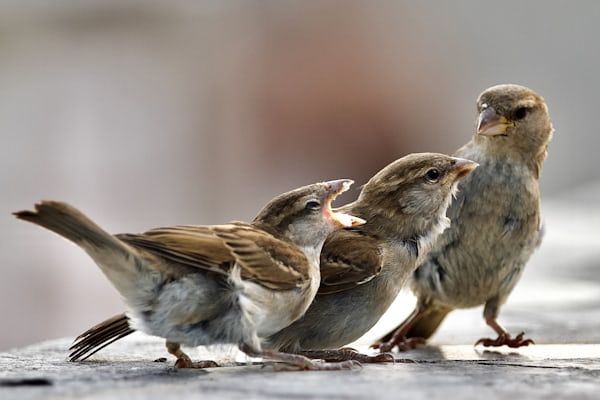 THE SPARROWS KNOW
