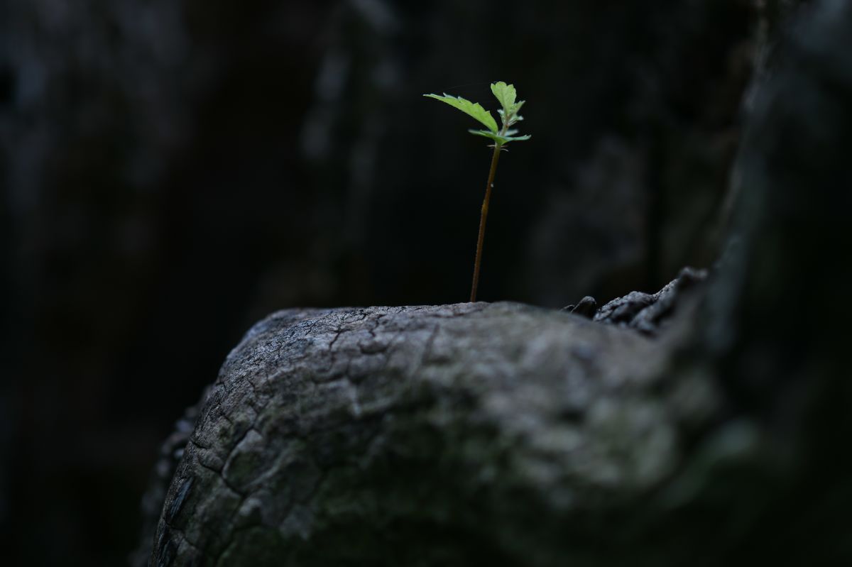 The Response to the Lament