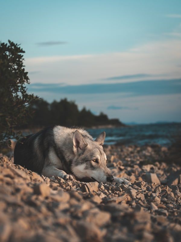 THE LONE WOLF