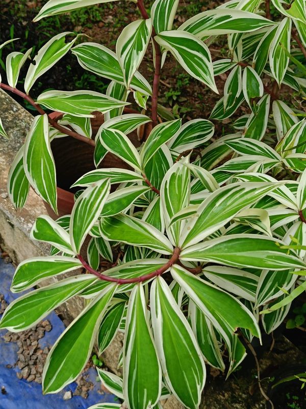 DRIED LEAVES - POEM BY WILLIAMSJI MAVELI