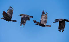 I SAW THE CROWS FLY