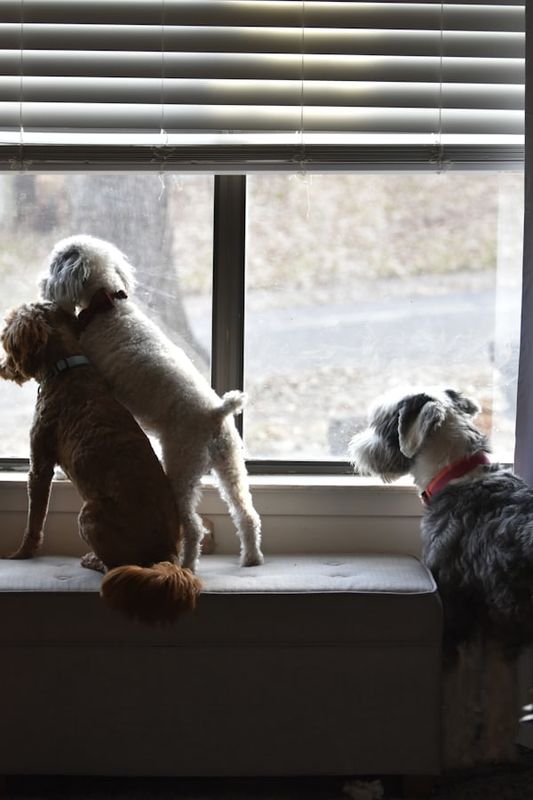 NOW, THE DOGS GET EXCITED
