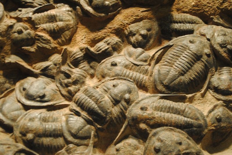 Fossils and Trilobites 