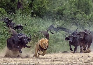 Prey Power