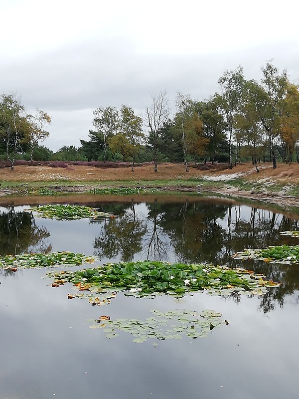 water on the heath